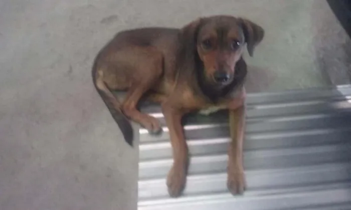 Cachorro raça viralata idade 7 a 11 meses nome Jonny