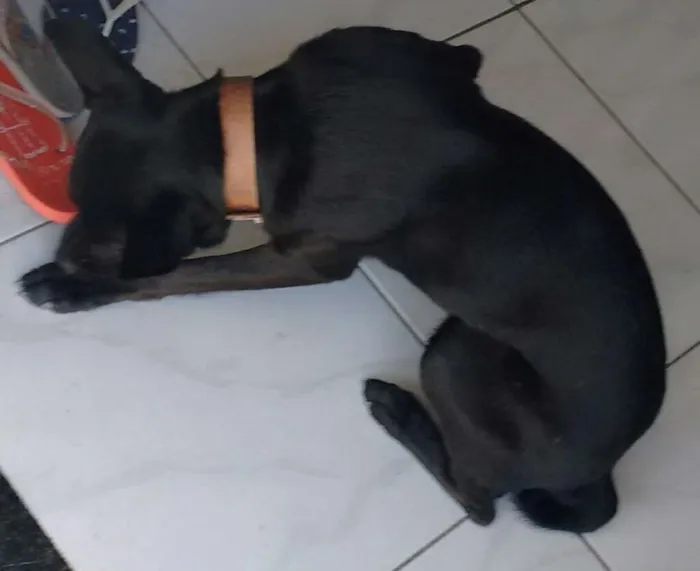 Cachorro ra a vira-lata idade 2 anos nome Bob