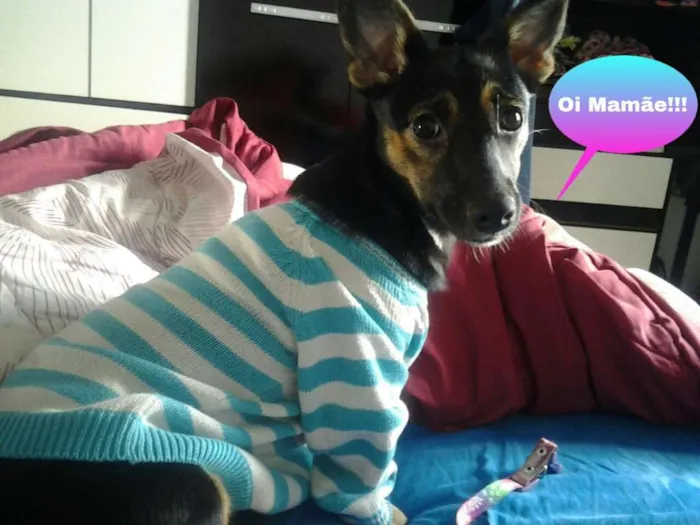 Cachorro raça Vira Lata idade 2 a 6 meses nome Tutti