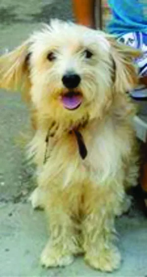 Cachorro raça Poodle idade 6 ou mais anos nome BOLINHA GRATIFICA