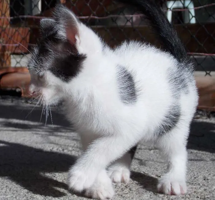 Gato ra a  idade Abaixo de 2 meses nome Magali