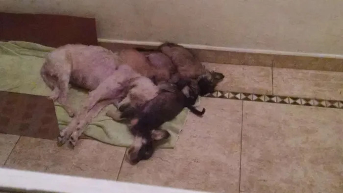 Cachorro ra a SRD idade 2 a 6 meses nome Mãe e bebes