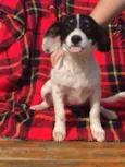 Sapeca