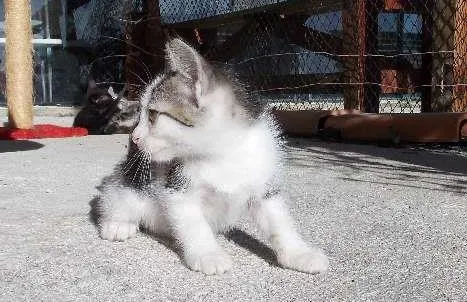 Gato ra a  idade Abaixo de 2 meses nome Soraya