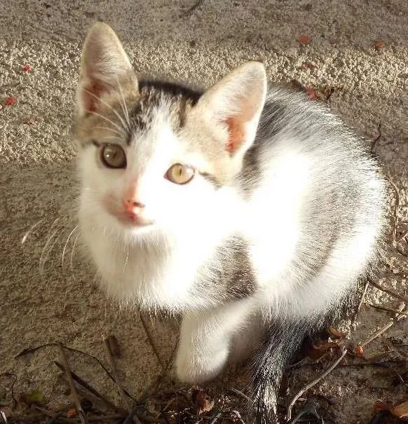 Gato ra a  idade Abaixo de 2 meses nome Soraya