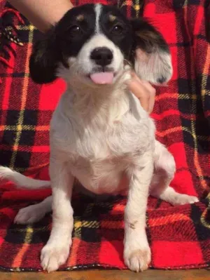 Cachorro raça SRD idade 2 a 6 meses nome Sapeca
