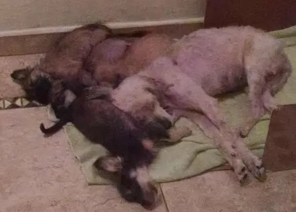 Cachorro ra a SRD idade 2 a 6 meses nome Mãe e bebes