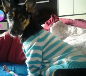 Cachorro raça Vira Lata idade 2 a 6 meses nome Tutti