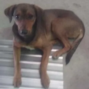 Cachorro raça viralata idade 7 a 11 meses nome Jonny