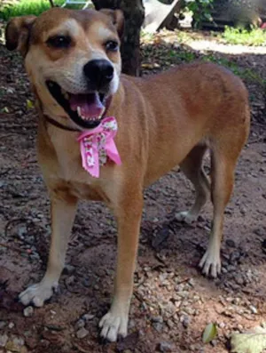 Cachorro raça SRD idade 1 ano nome Cecília