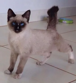 Gato raça siamês idade 2 a 6 meses nome não sabemos
