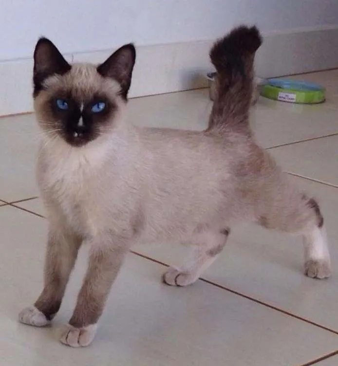 Gato ra a siamês idade 2 a 6 meses nome não sabemos