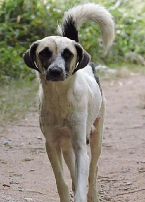 Cachorro ra a SRD idade 2 anos nome Sally