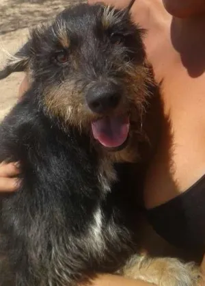 Cachorro raça vira lata idade 1 ano nome Amarula