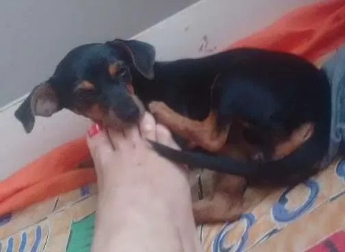 Cachorro ra a Pincher idade 2 a 6 meses nome Alice