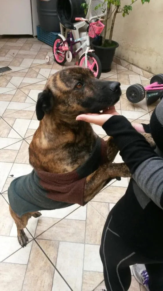Cachorro ra a SRD idade  nome Meninão 