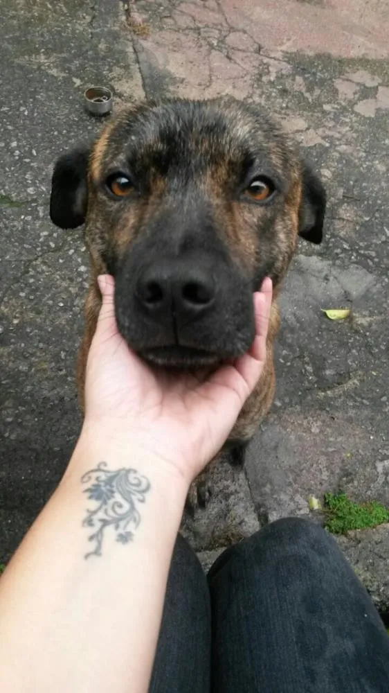 Cachorro ra a SRD idade  nome Meninão 