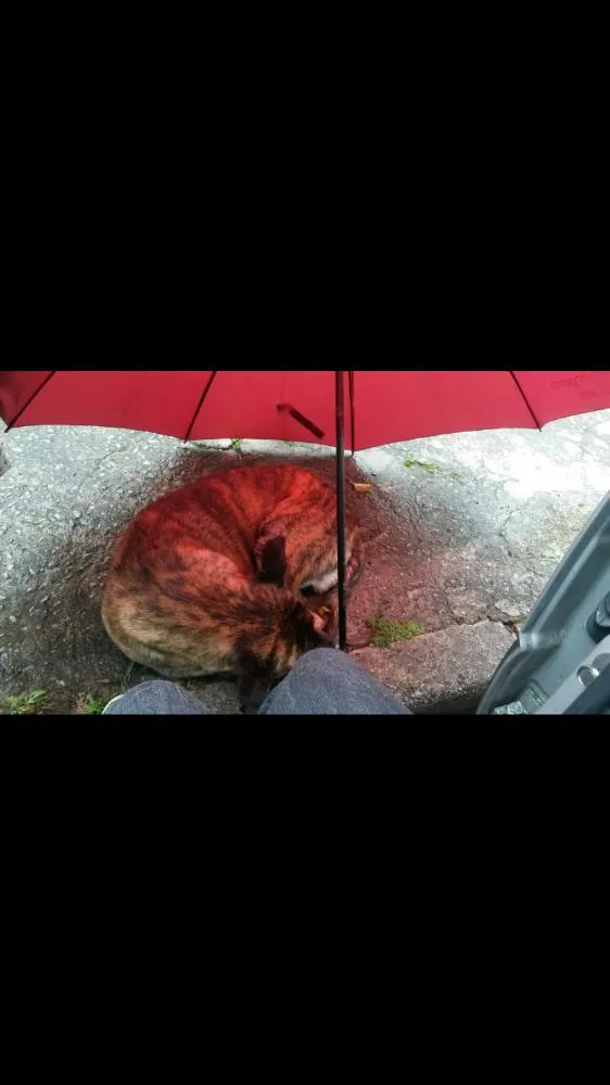 Cachorro ra a SRD idade  nome Meninão 