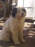 Pipoca