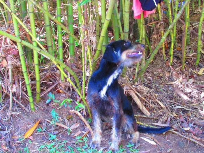 Cachorro ra a vira lata idade 1 ano nome Amarula