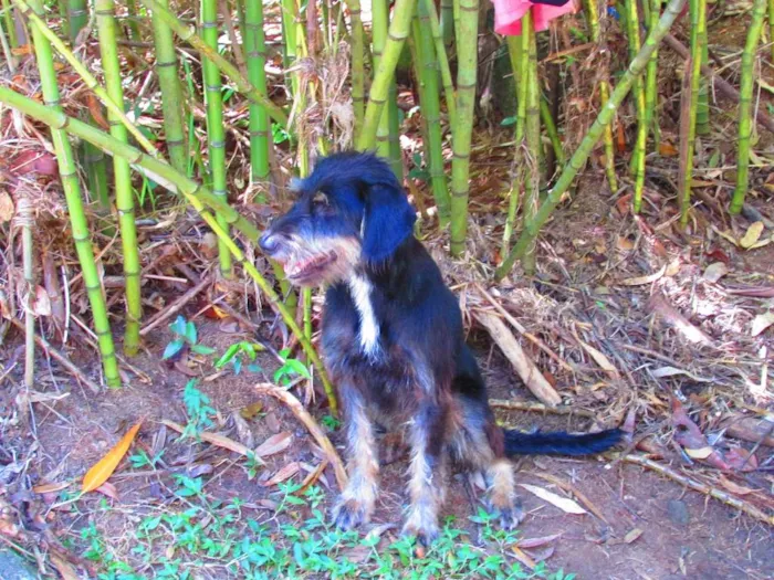 Cachorro ra a vira lata idade 1 ano nome Amarula