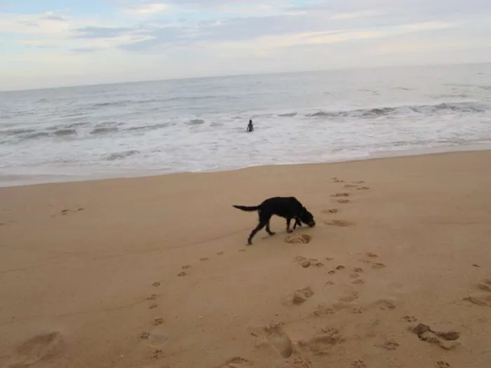 Cachorro ra a vira lata idade 1 ano nome Amarula