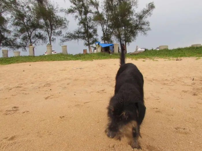 Cachorro ra a vira lata idade 1 ano nome Amarula