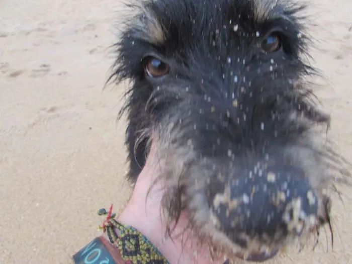 Cachorro ra a vira lata idade 1 ano nome Amarula