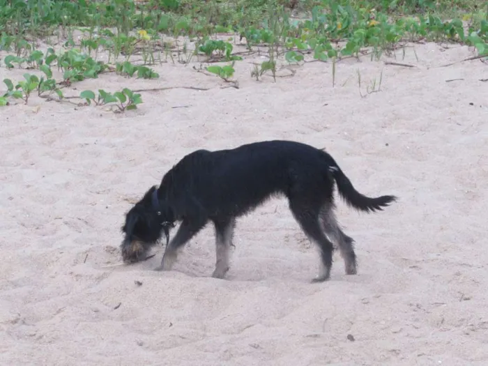 Cachorro ra a vira lata idade 1 ano nome Amarula