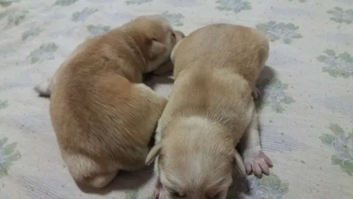 Cachorro raça mistura de vira lata com show show idade 2 a 6 meses nome Não tem