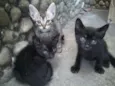 ISAURA, BENÊ, GATITA