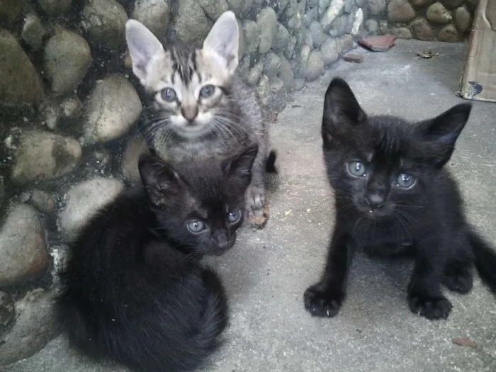 Gato raça INDEFINIDA idade Abaixo de 2 meses nome ISAURA, BENÊ, GATITA