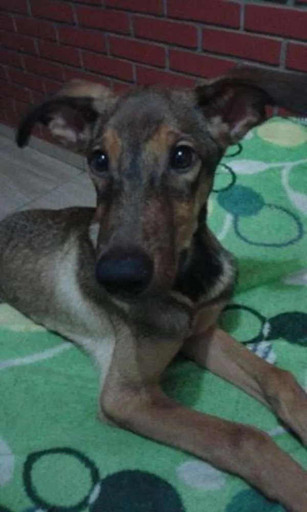 Cachorro ra a SRD idade 7 a 11 meses nome Lee