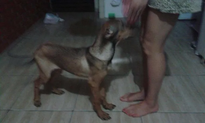 Cachorro ra a SRD idade 7 a 11 meses nome Lee