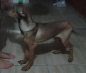 Cachorro raça SRD idade 7 a 11 meses nome Lee
