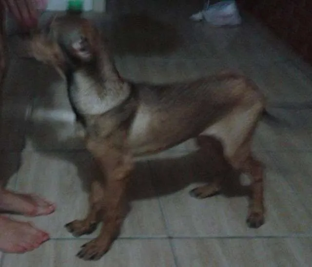 Cachorro ra a SRD idade 7 a 11 meses nome Lee