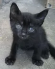 ISAURA, BENÊ, GATITA