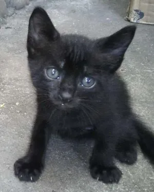 Gato raça INDEFINIDA idade Abaixo de 2 meses nome ISAURA, BENÊ, GATITA