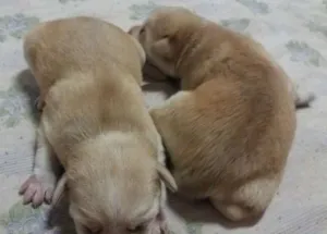 Cachorro raça mistura de vira lata com show show idade 2 a 6 meses nome Não tem