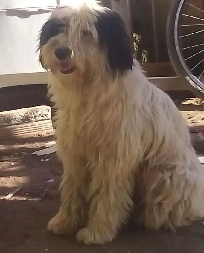Cachorro ra a  idade 4 anos nome Pipoca