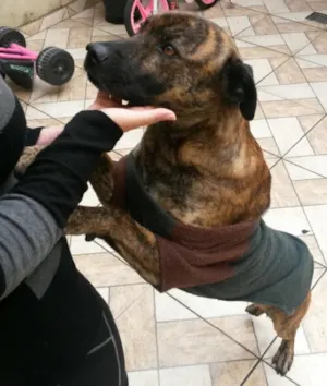 Cachorro raça SRD idade  nome Meninão 