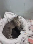 Preta, malhadinha e