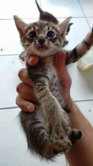 Gato raça Shorthair idade Abaixo de 2 meses nome Sem nome