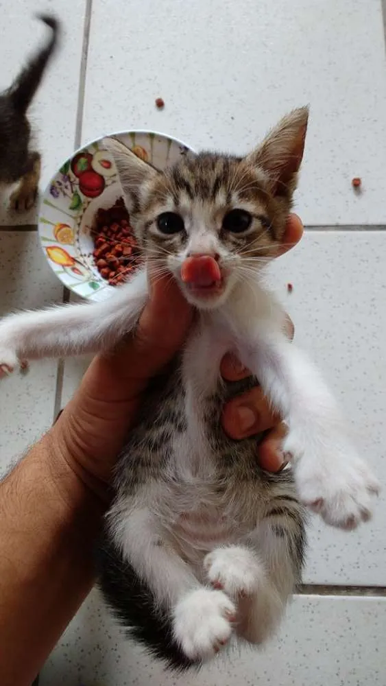 Gato ra a Shorthair idade Abaixo de 2 meses nome Sem nome