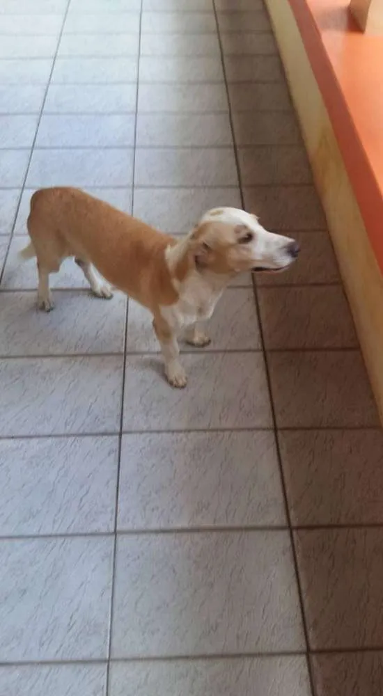 Cachorro ra a  idade  nome Bonitinha