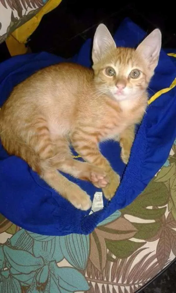 Gato raça Indefinida idade 2 a 6 meses nome Bebe