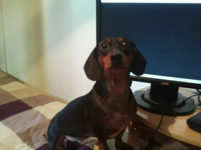 Cachorro ra a Dashund idade 6 ou mais anos nome Alanis