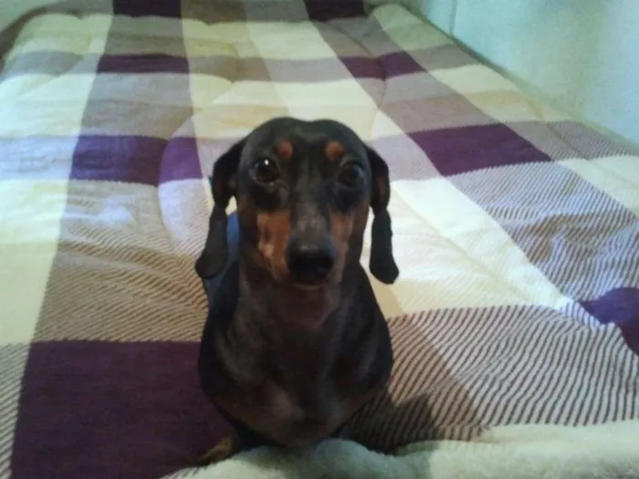 Cachorro ra a Dashund idade 6 ou mais anos nome Alanis