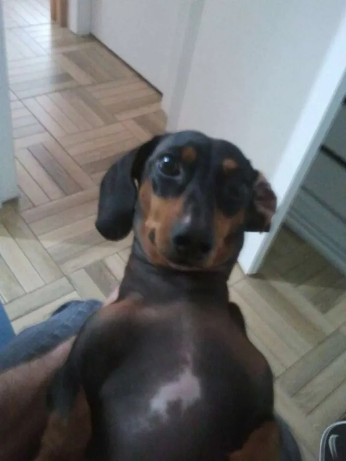 Cachorro ra a Dashund idade 6 ou mais anos nome Alanis