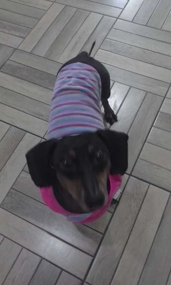 Cachorro ra a Dashund idade 6 ou mais anos nome Alanis